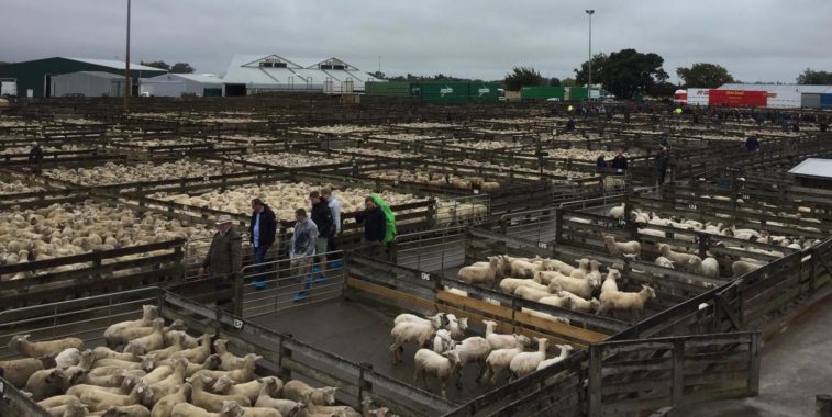 MBA-Fachexkursion 2019 nach Neuseeland; Tierauktion