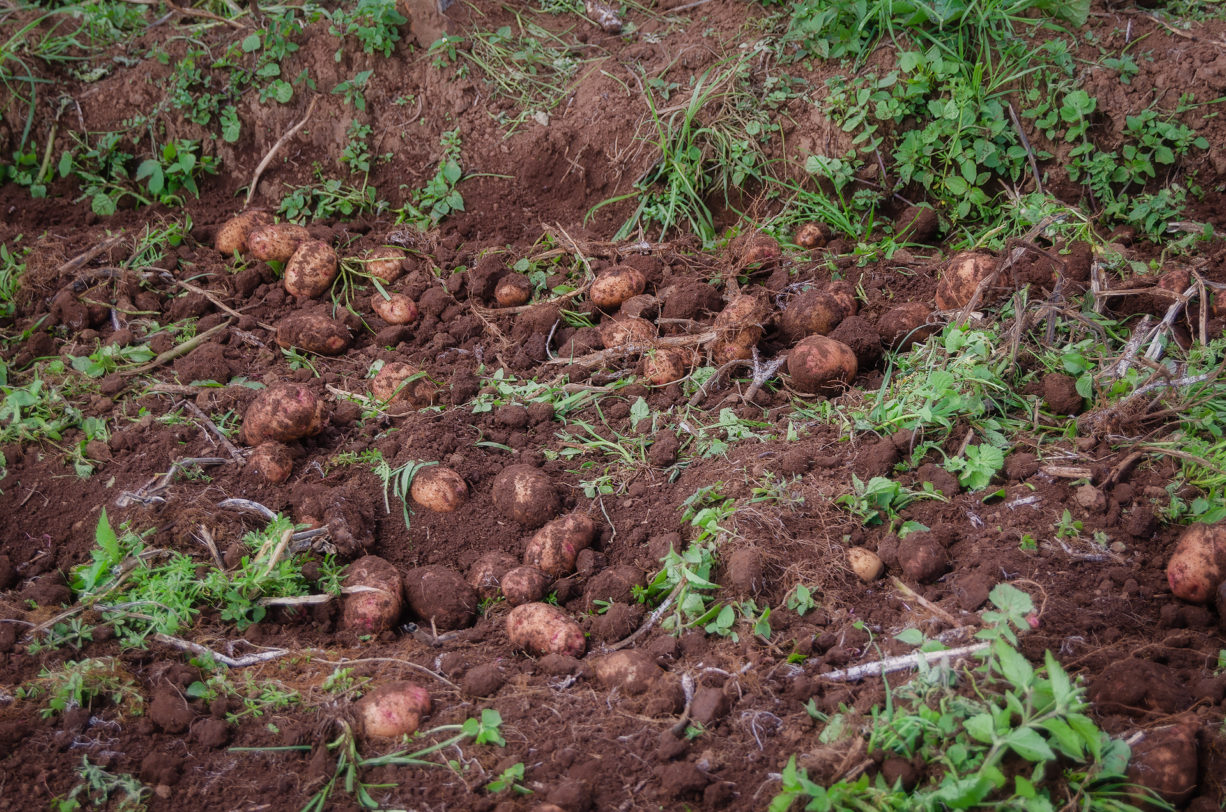 Undamaged potatoes when using fully mechanised harvesting technology