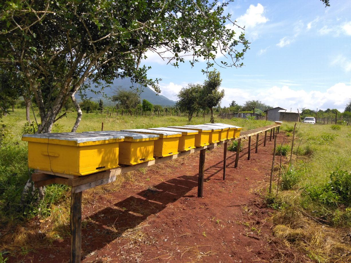 Ruches d'abeilles à Taita Taveta