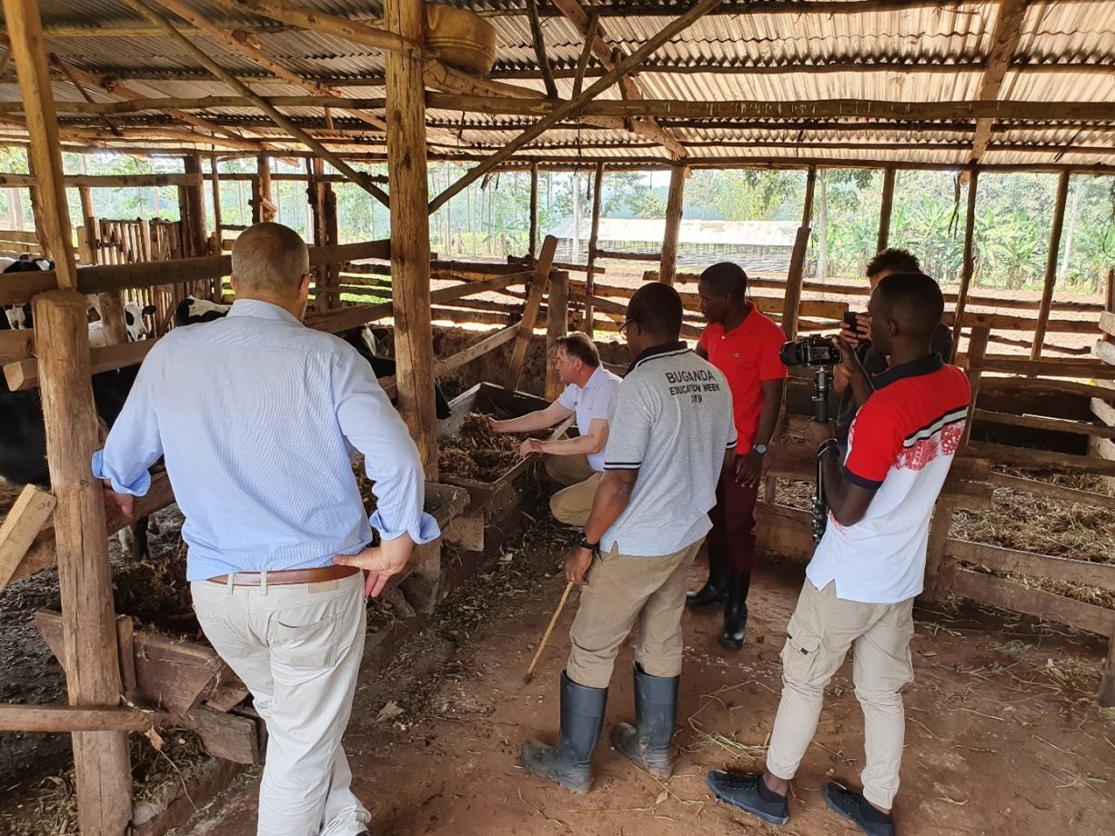 Gesunde Kühe beim Gastbetrieb in Uganda