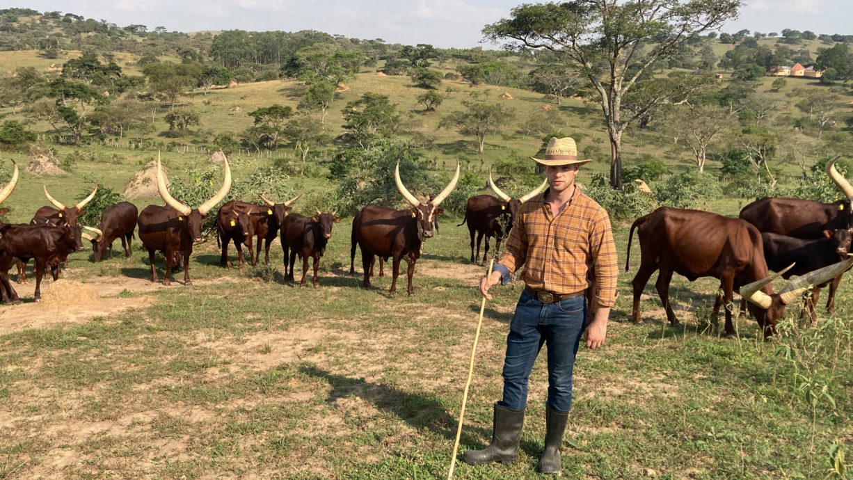 Hendrik mit den Ankolerindern der Hostfarm