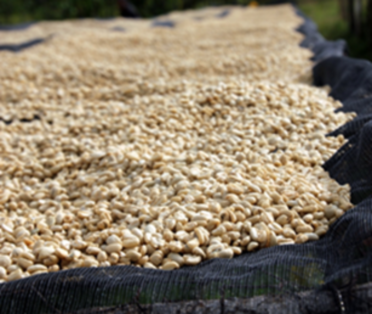 Coffee beans during drying