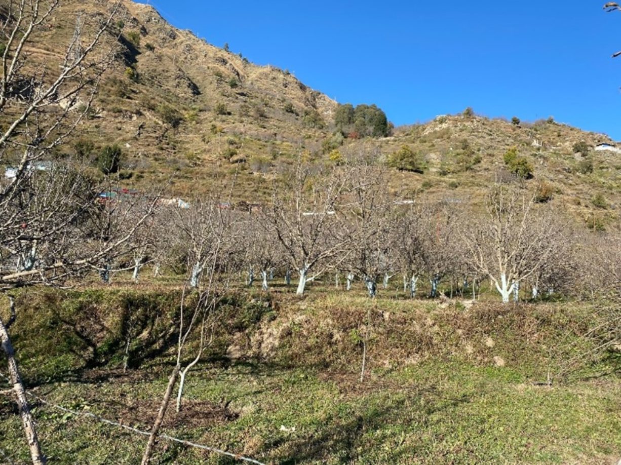 Eine alte Apfelplantage in Rohru, die einem CVA-Mitglied gehört. Diese alten Plantagen werden auch wie bei uns in Deutschland immer weniger. Der Trend geht auch hier zu modernen Sorten und Plantagensystemen